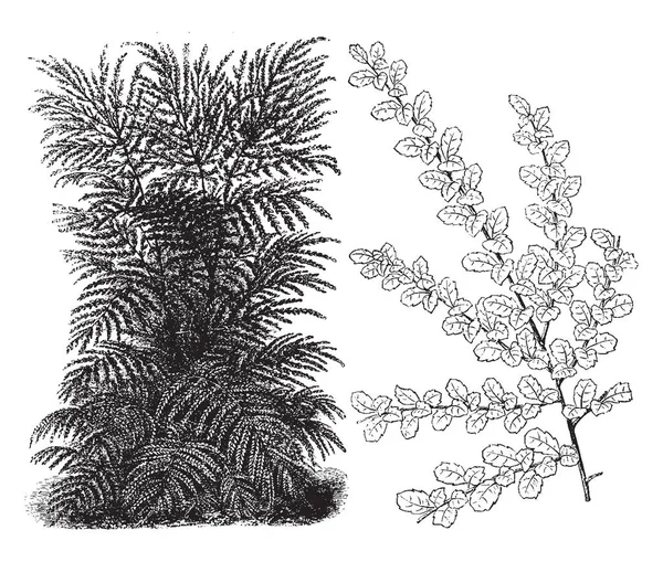 Azara Microphyll Una Planta Con Flores Arbustos Grandes Las Hojas — Vector de stock