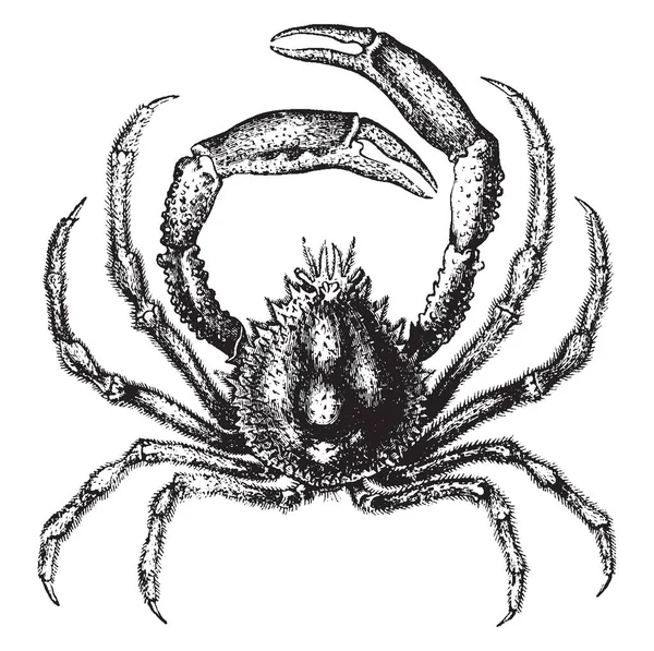 Spider Krab Tien Footed Schaaldieren Vintage Lijntekening Gravure Illustratie — Stockvector