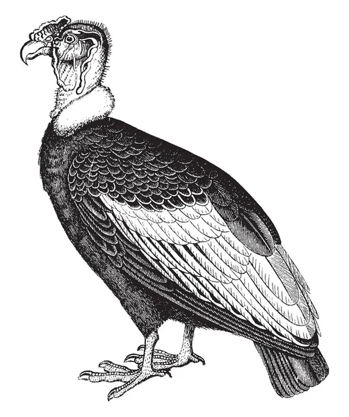 Condor Est Maintenant Extrêmement Rare Dessin Ligne Vintage Illustration Gravure — Image vectorielle