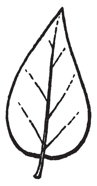 Зображення Яйця Має Овальну Контурну Форму Яйце Базальтовим Кінцем Вінтажний — стоковий вектор