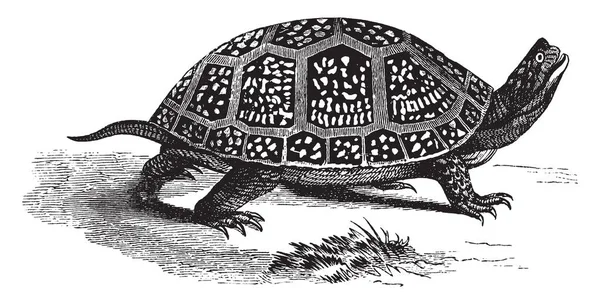 Bl午餐箱龟是 Emydidae 家族的一种半水生龟 在贝壳 复古线条绘制或雕刻插图上的长度为7至英寸 — 图库矢量图片