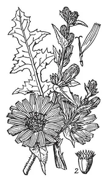 Esta Una Imagen Chicory Las Raíces Han Tostado Para Crear — Archivo Imágenes Vectoriales