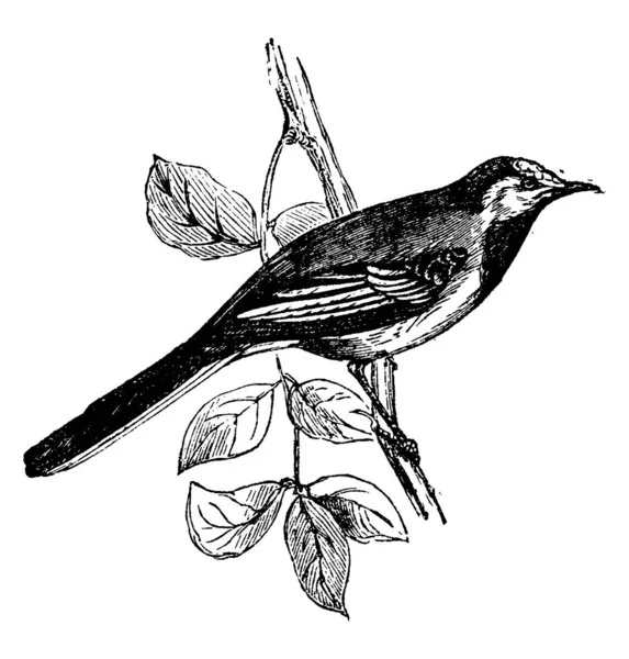 Wagtail Ilustración Grabada Vintage Historia Natural Los Animales 1880 — Vector de stock