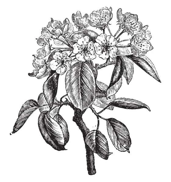 Bu bir armut çiçek dolu bir dalı gösterilen ve yapraklar, vintage çizgi çizme veya oyma illüstrasyon.