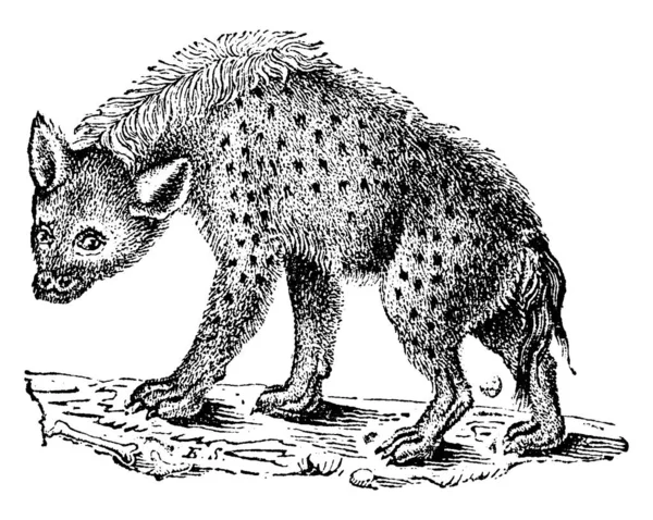Sırtlanlar Veya Hyaenas Vintage Illüstrasyon Kazınmış Doğal Tarih Hayvanların 1880 — Stok Vektör