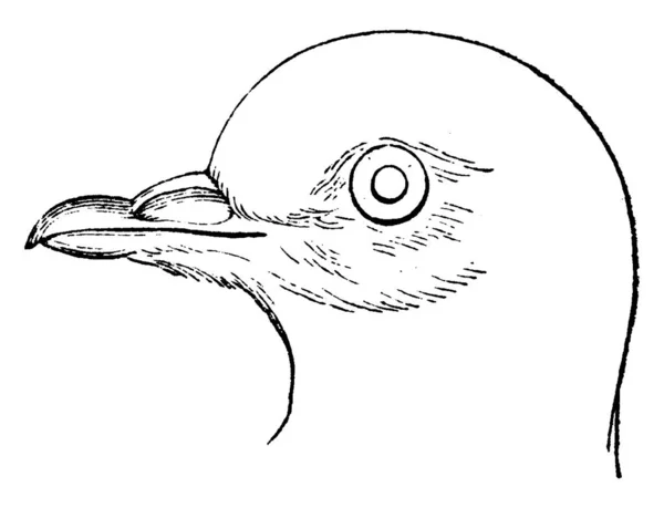 Testa Piccione Illustrazione Incisa Epoca Storia Naturale Degli Animali 1880 — Vettoriale Stock