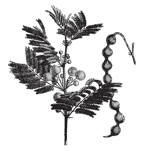 これは アカシア その葉が細かいサイズで 花が枝に成長している ツリーにはロングサイズのポッド ビンテージの線描画や彫刻イラスト — ストックベクタ