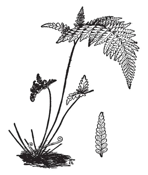 Ceropteris Calomelanos を示す画像 それでは 茎と穂軸はほぼ黒です 茎は細いと葉が フィートの長さ ビンテージの線描画や彫刻イラスト — ストックベクタ