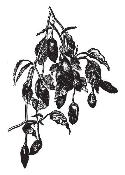 タバスコ唐辛子 唐辛子唐辛子種トウガラシの Frutescens の品種です タバスコ 胡椒酢 ビンテージの線描画や彫刻図の順での使用で有名な — ストックベクタ