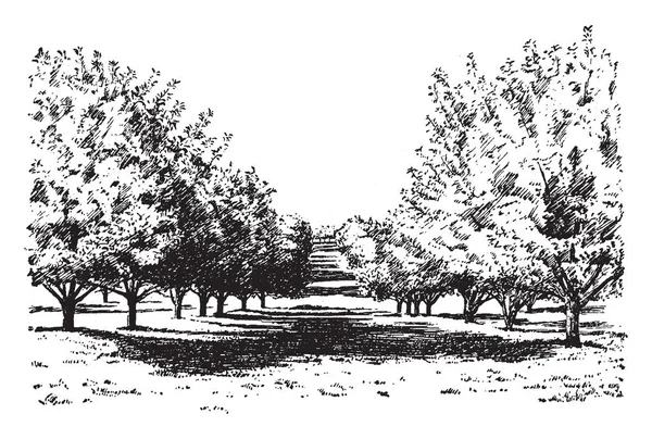 这个插图代表加州苹果园 复古线条画或雕刻插图 — 图库矢量图片