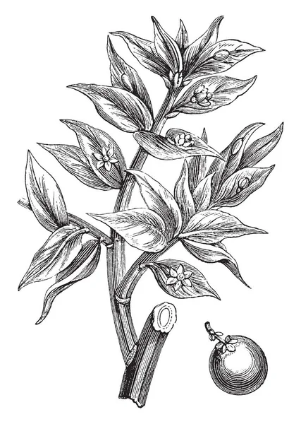 Образ Завода Ruscus Aculeatus Цветок Бутон Растут Листьях Размер Фруктов — стоковый вектор