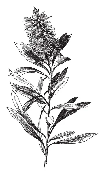 Callistemon Lanceolatus Dalıdır Yaprakları Dar Sivri Çiçekleri Kırmızı Vintage Çizgi — Stok Vektör