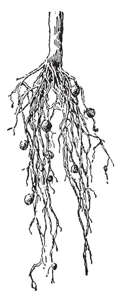この図は 窒素固定は 結節ようルピナス ビンテージの線描画や彫刻イラストのルーツを細菌 — ストックベクタ