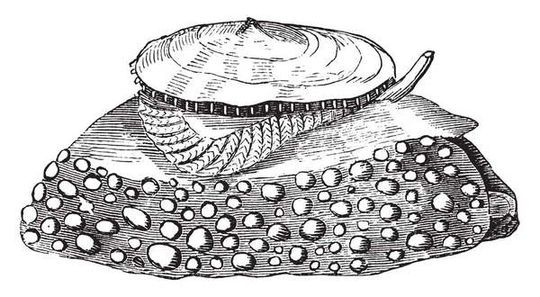 地中海伞壳配有一个通常被地幔 复古线条绘制或雕刻插图所掩盖的外壳 — 图库矢量图片