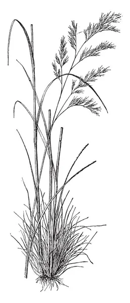 Bilden Festuca Heterophylla Gräs Det Stort Och Tillhör Familjen Poaceae — Stock vektor