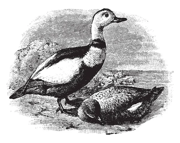 Labrador Ducks Era Uccello Nordamericano Disegno Linee Vintage Illustrazione Incisione — Vettoriale Stock
