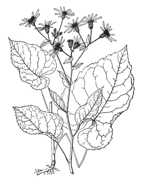 紫罗汉松叶像心形 花分开生长在植物顶部 复古线条画或雕刻插图 — 图库矢量图片