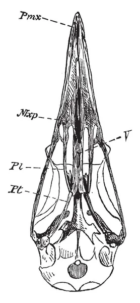 Dromaeus ビンテージの線の描画や彫刻の図のように広範な上顎口蓋プレートが統一前にシギダチョウ科の頭蓋骨 — ストックベクタ
