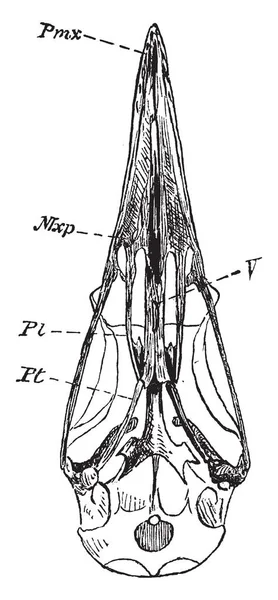 Skull Tinamou Which Uniting Front Broad Maxilla Palatine Plates Dromaeus — Stock Vector