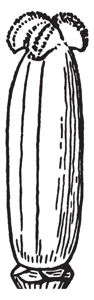 Изображение Показывает Женский Репродуктивный Орган Пестик Тюльпан Рисунок Винтажной Линии — стоковый вектор