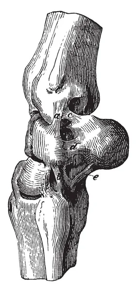 Ligaments Profonds Carpus Parties Profondes Ligament Latéral Externe Dessin Ligne — Image vectorielle