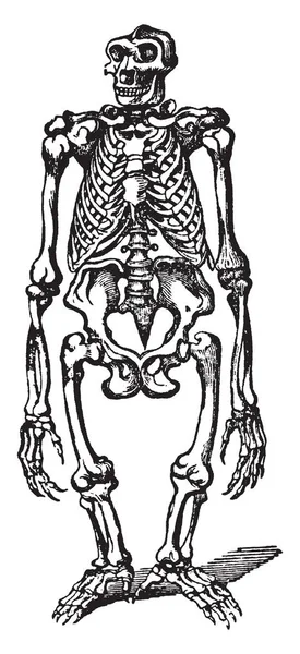 Esqueleto Gorila Divide Dos Especies Una Postura Natural Para Gorila — Vector de stock