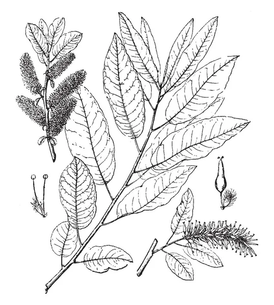 Balsamifera Salix Képe Levelek Toleráns Fattyúhajtások Eltávolítása Lógó Úttörő Talaj — Stock Vector