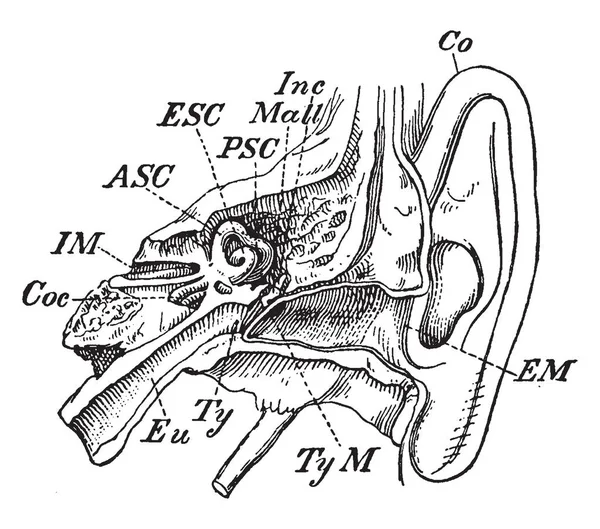 Esta Ilustración Representa Oído Interior Dibujo Línea Vintage Ilustración Grabado — Vector de stock