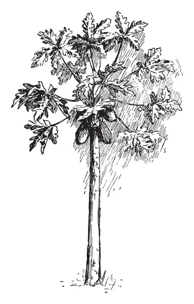 Jedná Obraz Papája Stromu Který Mnoha Listy Ovoce Listy Mají — Stockový vektor