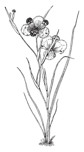 Растение Листья Узкие Lanceolate Цветы Имеют Три Лепестка Нити Широко — стоковый вектор