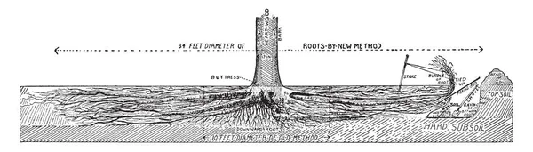 Illustration Represents Diagram Show How Digging Begun Transplanting Trees Vintage — Stock Vector