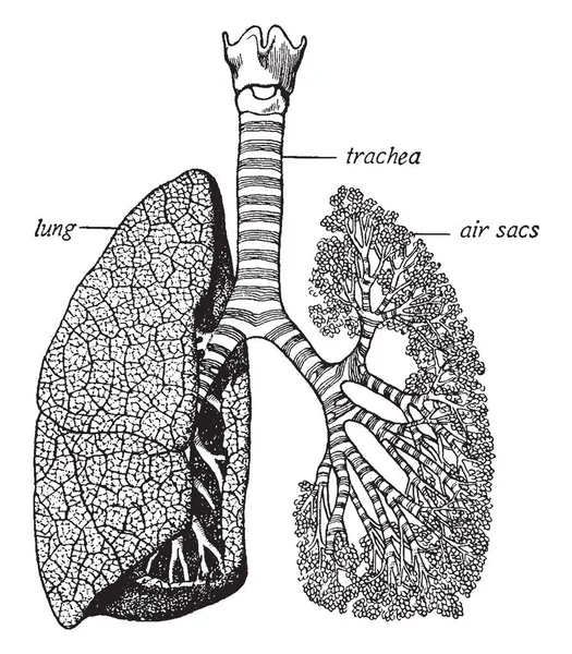 Ilustracja Przedstawia Tchawicy Płuc Vintage Rysowania Linii Lub Grawerowanie Ilustracja — Wektor stockowy