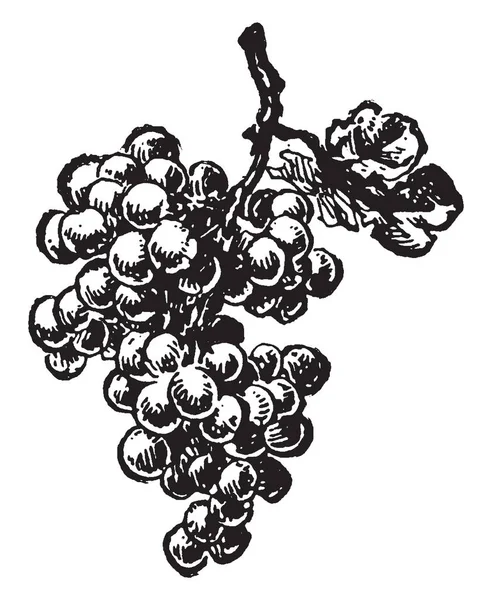 果実やベリー ブドウ ビンテージの線画の開花植物属の落葉性の木質のつる植物であるブドウの房を表示または彫刻のイラスト画像 — ストックベクタ