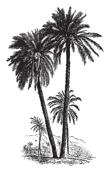 Una Imagen Palmera Datilera Que Sido Cultivada Durante Mucho Tiempo — Archivo Imágenes Vectoriales