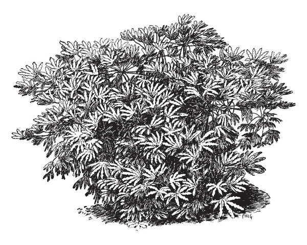 Fatsia Japonica Originaria Del Sur Japón También Conocida Como Planta — Archivo Imágenes Vectoriales