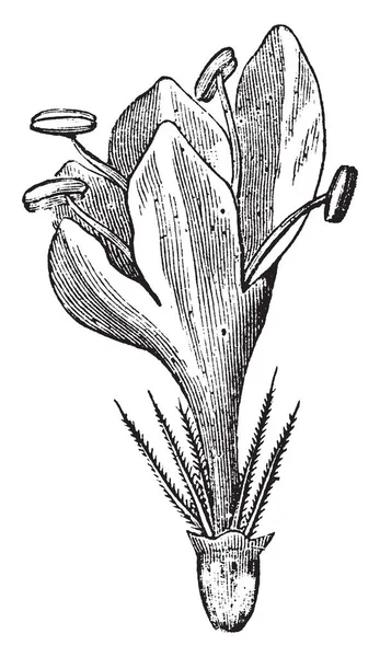 一幅画显示了田野 Scabious 的光芒小花 也被称为 Knautia 是多年生植物 复古线画或雕刻插图 — 图库矢量图片