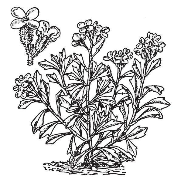 植物生长低 勺子形状的叶子和上升的花朵在一堆 他们有四花瓣在每朵花 复古线条画或雕刻插图 — 图库矢量图片