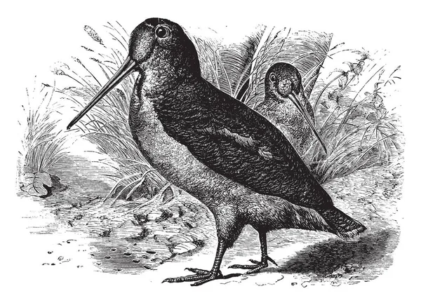 Cette Image Représente American Woodcock Dessin Ligne Vintage Illustration Gravure — Image vectorielle