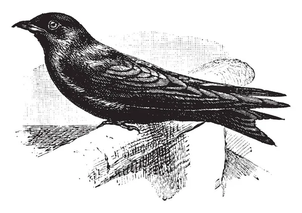 Purple Martin Più Grande Deglutizione Nordamericana Disegno Vintage Illustrazione Incisione — Vettoriale Stock