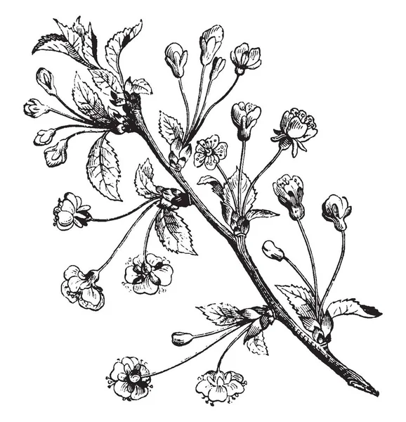 Una Imagen Rama Pera Pera Árbol Frutal Familia Rosácea Dibujo — Archivo Imágenes Vectoriales