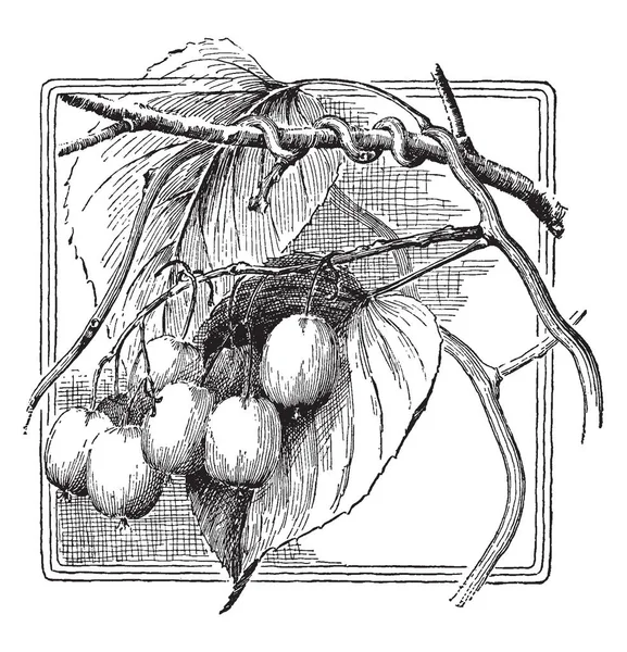 软枣猕猴桃植物的图片 水果是绿色的黄色 大约一英寸长 复古线条画或雕刻插图 — 图库矢量图片