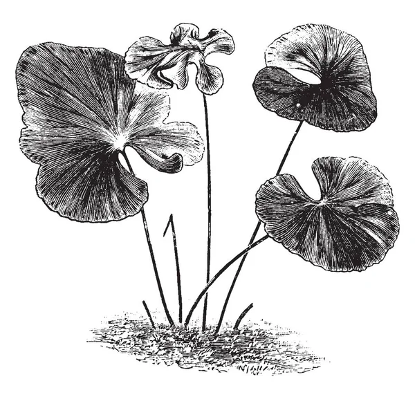 Rostlina Lindsaya Reniformis Jeho Listy Jsou Ploché Laločnaté Kruhový Tvar — Stockový vektor