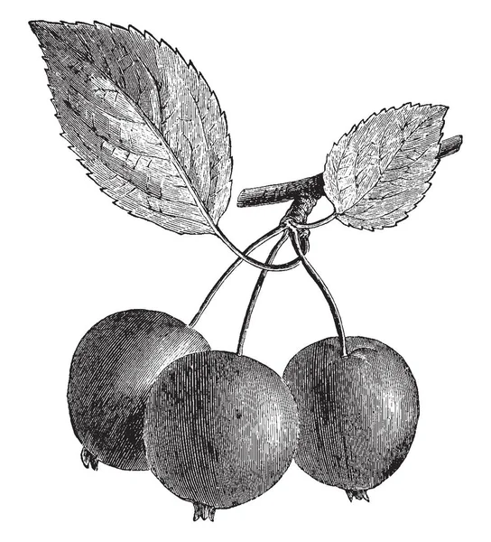 Pyrus Malus Bertini 的一个分支 它的水果是圆形的形状和明亮的颜色 复古线画或雕刻插图 — 图库矢量图片