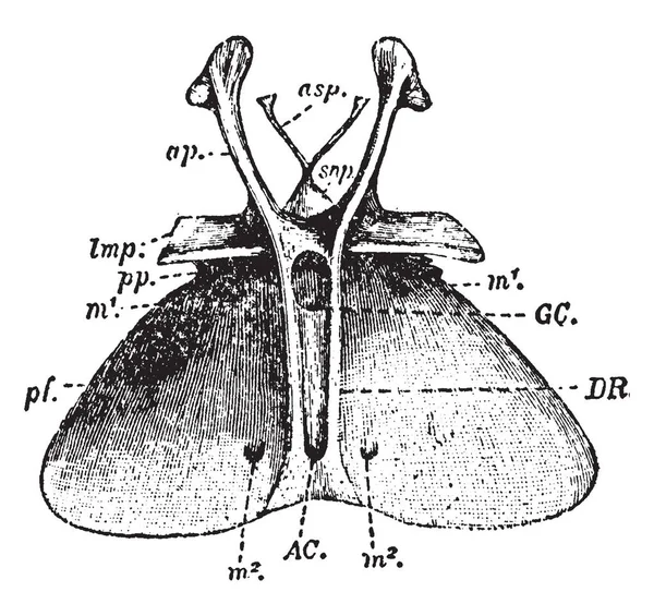 Entosternum は昆虫または他の節足動物 ビンテージの線の描画や彫刻イラストの胸骨のプロセスのシステムまたは内部プロセス — ストックベクタ