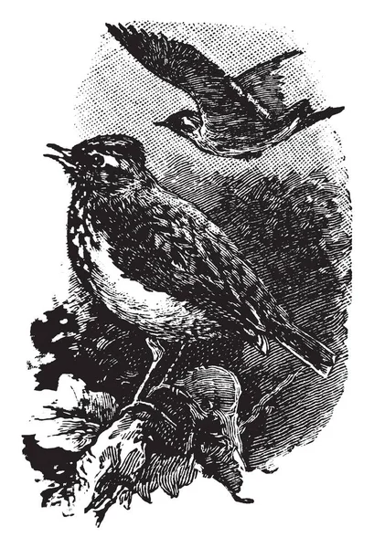 Esta Imagen Representa Woodlark Dibujo Línea Vintage Ilustración Grabado — Vector de stock