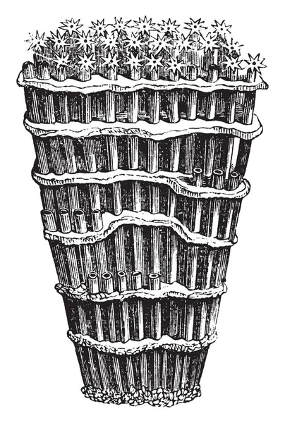 Коралл Органной Трубы Альционистский Коралл Обитающий Водах Индийского Океана — стоковый вектор