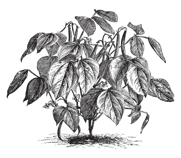 每个树枝顶部都有一个豆子 叶子非常浓密 树干很短 复古线条画或雕刻插图 — 图库矢量图片