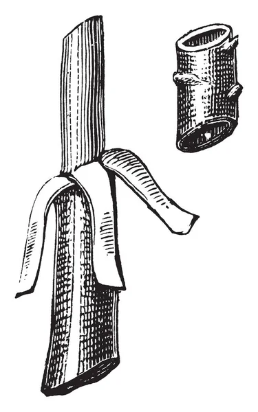 这个插图代表长笛萌芽 这是一个树皮的圆筒被删除从股票 复古线条画或雕刻插图 — 图库矢量图片