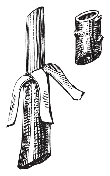 この図は 樹皮のシリンダーである新進のフルートは株式 ビンテージの線描画や彫刻の図から削除されます — ストックベクタ