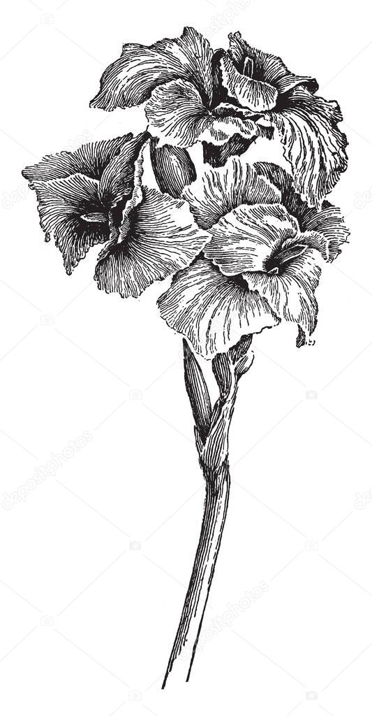 An image of Italia Canna flowers also known as orchid cannas flowers. Its flowers are soft and have streaming iris-like frameworks, vintage line drawing or engraving illustration.